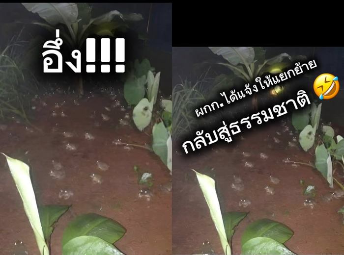อึ่งอ่าง อึ่งอ่าง