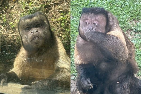 ลิงหน้าเหลี่ยม ลิงหน้าเหลี่ยม