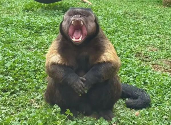 ลิงหน้าเหลี่ยม ลิงหน้าเหลี่ยม