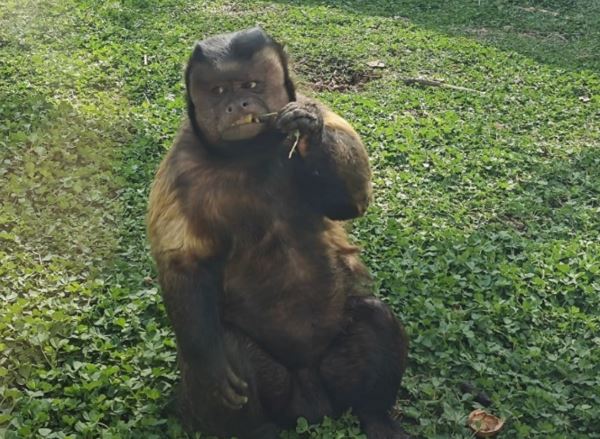 ลิงหน้าเหลี่ยม ลิงหน้าเหลี่ยม