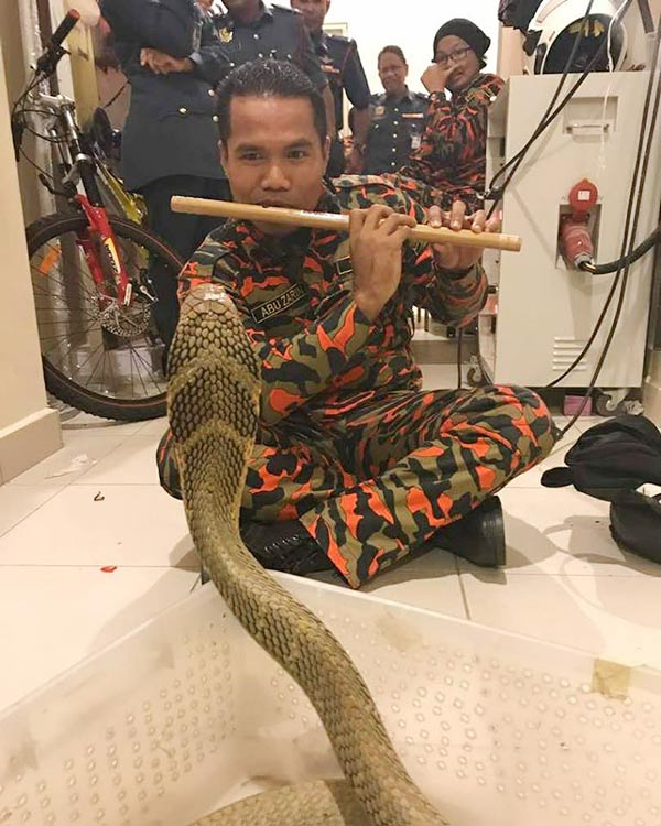 งูเห่ากัด งูเห่ากัด