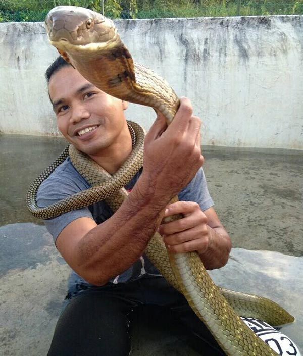 งูเห่ากัด งูเห่ากัด