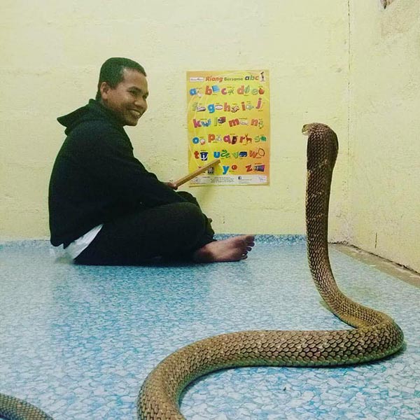 งูเห่ากัด งูเห่ากัด