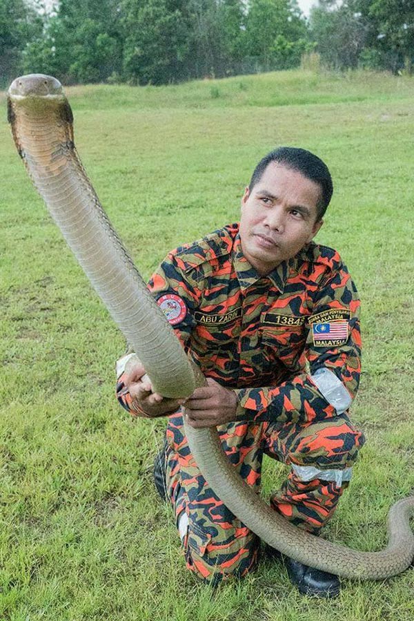 งูเห่ากัด งูเห่ากัด