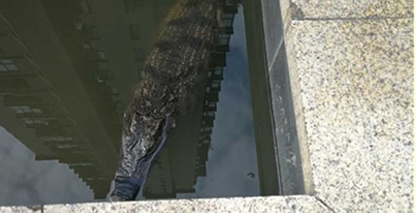 จระเข้ จระเข้