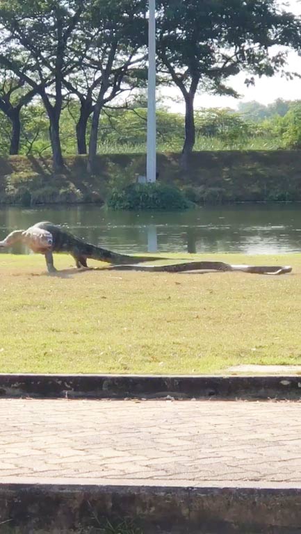 งู ปะทะ ตัวเงินตัวทอง งู ปะทะ ตัวเงินตัวทอง