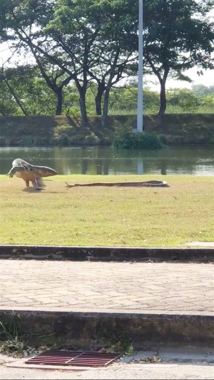 งู ปะทะ ตัวเงินตัวทอง งู ปะทะ ตัวเงินตัวทอง