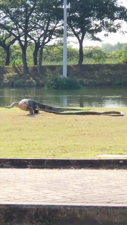 งู ปะทะ ตัวเงินตัวทอง งู ปะทะ ตัวเงินตัวทอง