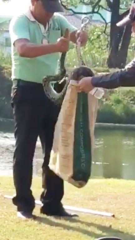 งู ปะทะ ตัวเงินตัวทอง งู ปะทะ ตัวเงินตัวทอง