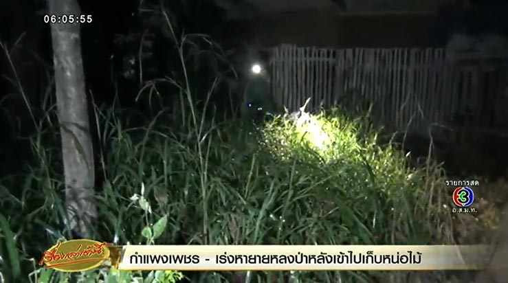 หลงป่า หลงป่า