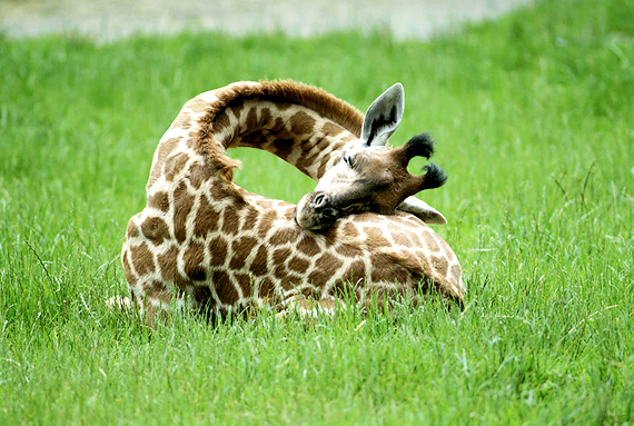 ท่านอนยีราฟ ท่านอนยีราฟ