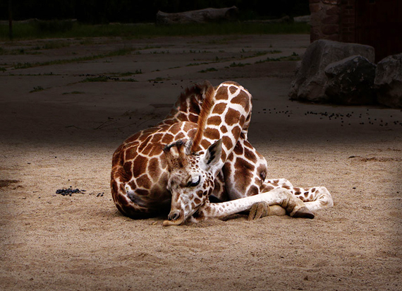 ท่านอนยีราฟ ท่านอนยีราฟ