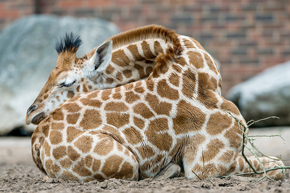 ท่านอนยีราฟ ท่านอนยีราฟ