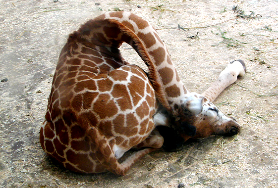 ท่านอนยีราฟ ท่านอนยีราฟ