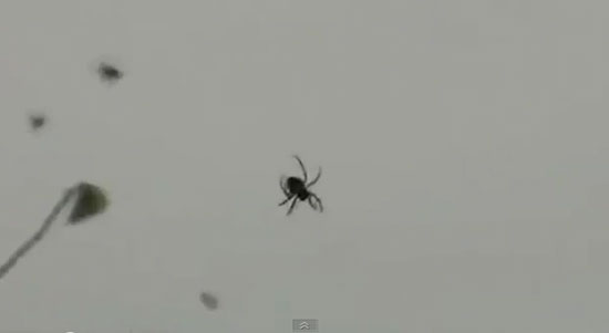 คลิป กองทัพแมงมุมนับพันชักใยบนสายไฟฟ้าในบราซิล