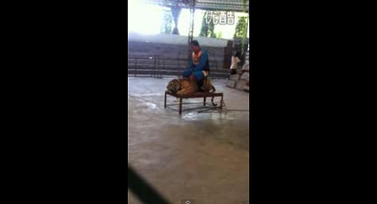 คลิป ทารุณเสือ คลิป ทารุณเสือ