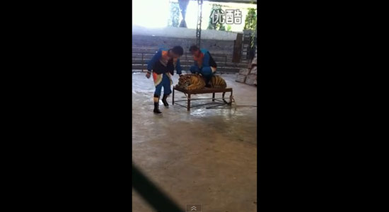 คลิป ทารุณเสือ คลิป ทารุณเสือ