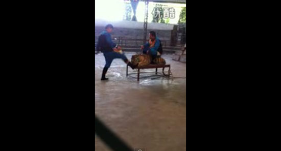 คลิป ทารุณเสือ คลิป ทารุณเสือ