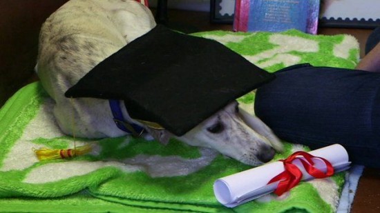 ม. อังกฤษขายวุฒิเก๊ ส่งชื่อสุนัขไป ได้ปริญญา MBA ใน 4 วัน ม. อังกฤษขายวุฒิเก๊ ส่งชื่อสุนัขไป ได้ปริญญา MBA ใน 4 วัน