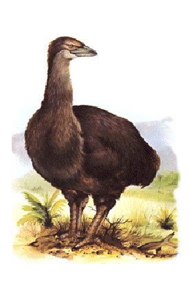 ไข่นกช้าง ใหญ่สุดในโลก ราคากว่าล้านบาท