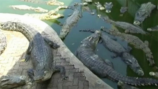 หลักฐานชัด คนตกบ่อจระเข้ สมุทรปราการจริง