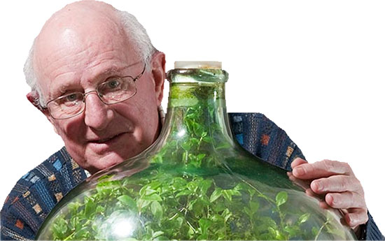 ต้นไม้ในขวดแก้วอยู่รอด 53 ปี ทั้งที่รดน้ำแค่ครั้งเดียว