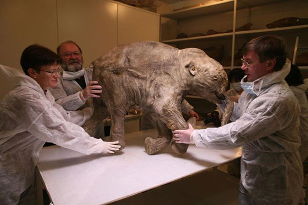 นักวิทย์เล็งโคลนนิ่งลูกแมมมอธอายุ 42,000 ปี นักวิทย์เล็งโคลนนิ่งลูกแมมมอธอายุ 42,000 ปี