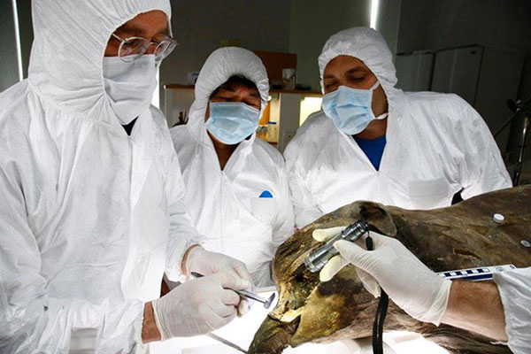 นักวิทย์เล็งโคลนนิ่งลูกแมมมอธอายุ 42,000 ปี นักวิทย์เล็งโคลนนิ่งลูกแมมมอธอายุ 42,000 ปี