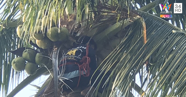 เสียชีวิตบนต้นมะพร้าว เสียชีวิตบนต้นมะพร้าว