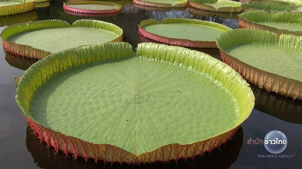 บัววิคตอเรีย บัววิคตอเรีย