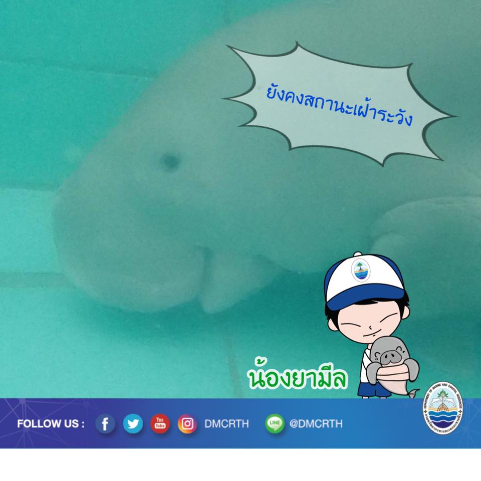 ยามีล ยามีล