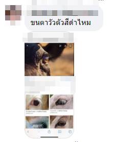 ขนตาอะไร ขนตาอะไร