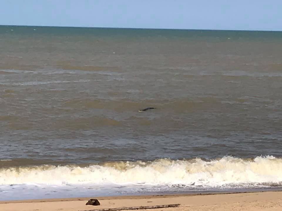 จระเข้น้ำเค็ม จระเข้น้ำเค็ม