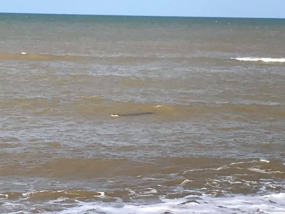 จระเข้น้ำเค็ม จระเข้น้ำเค็ม