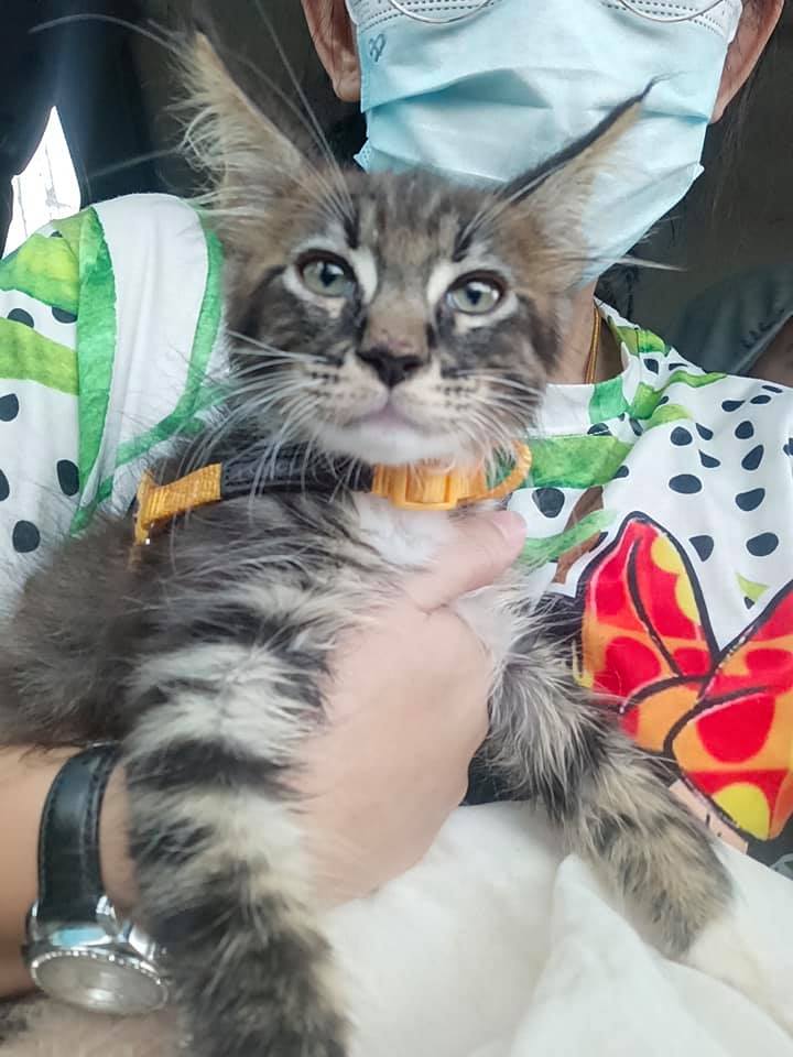 BMW ชนเก๋ง BMW ชนเก๋ง