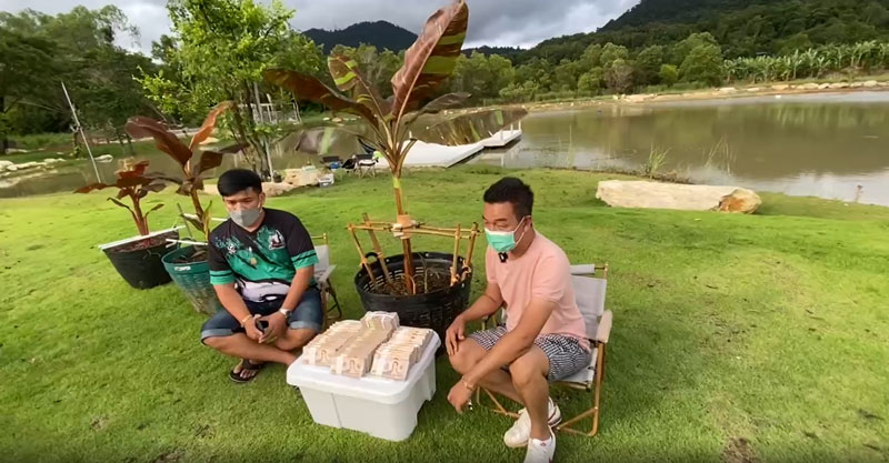 กล้วยด่าง กล้วยด่าง