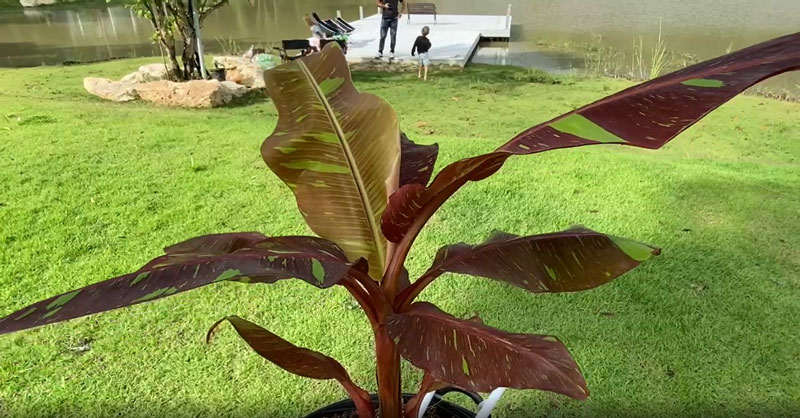 กล้วยด่าง กล้วยด่าง