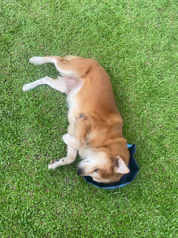 ดับฝันไม่ตรงปก ดับฝันไม่ตรงปก