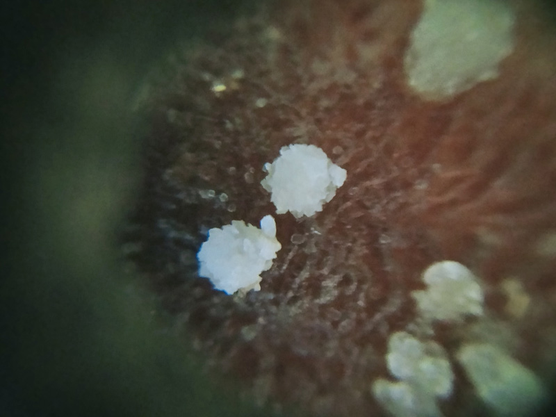 กล้วยตาก กล้วยตาก