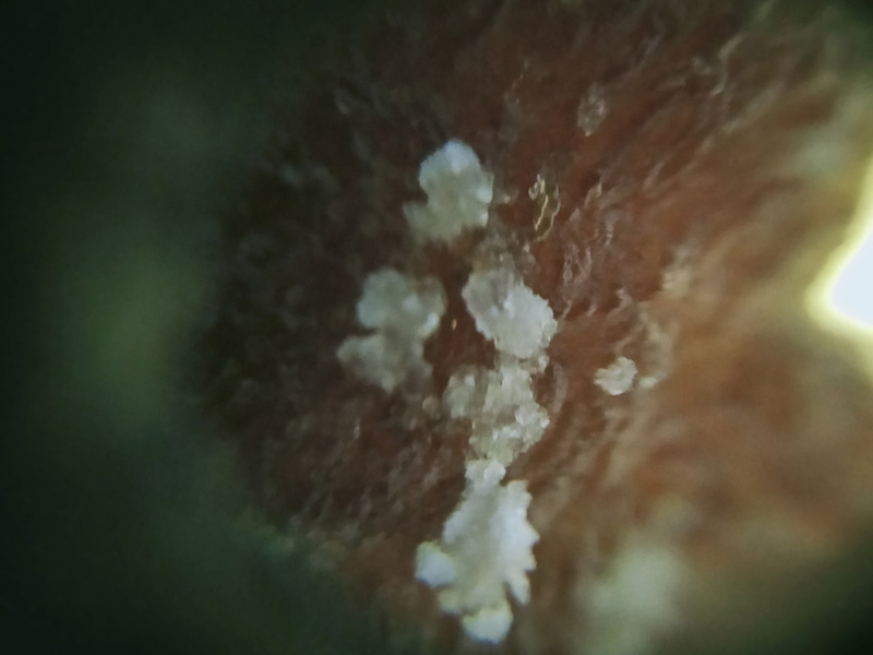 กล้วยตาก กล้วยตาก