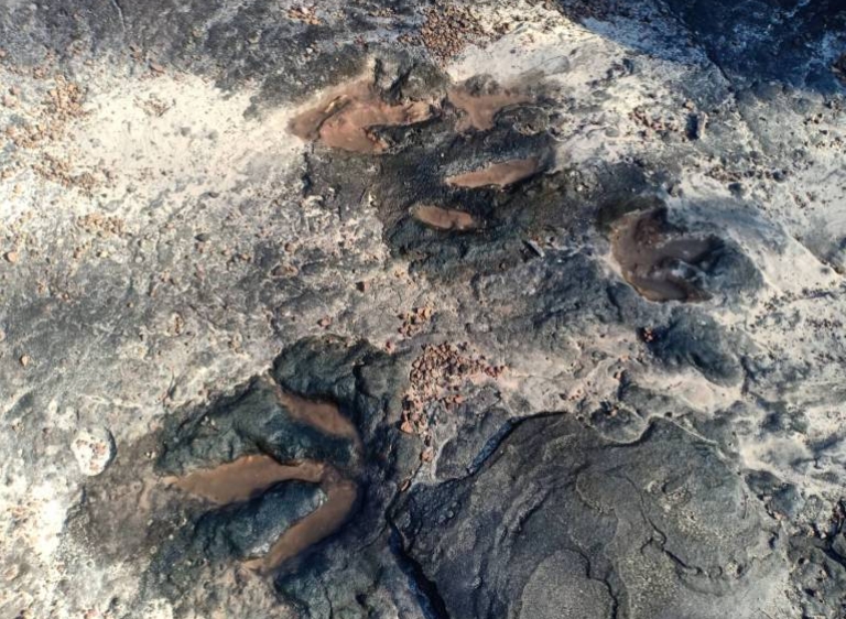 รอยตีนไดโนเสาร์ รอยตีนไดโนเสาร์