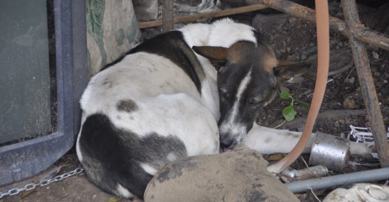 หมากัดคน หมากัดคน