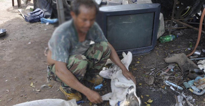 หมากัดคน หมากัดคน