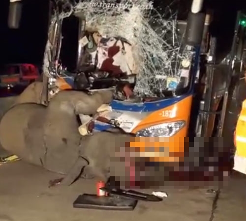 รถทัวร์ชนช้าง รถทัวร์ชนช้าง