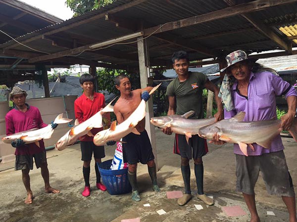 ปล่อยปลา ปล่อยปลา