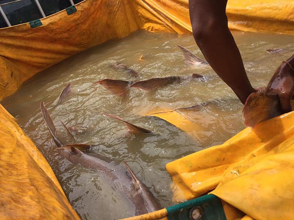 ปล่อยปลา ปล่อยปลา