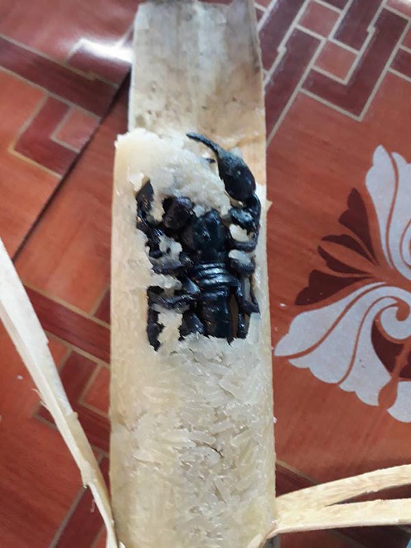 เจอแมงป่องในข้าวหลาม เจอแมงป่องในข้าวหลาม