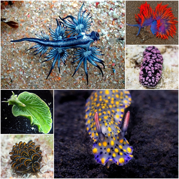 ทากทะเล ทากทะเล