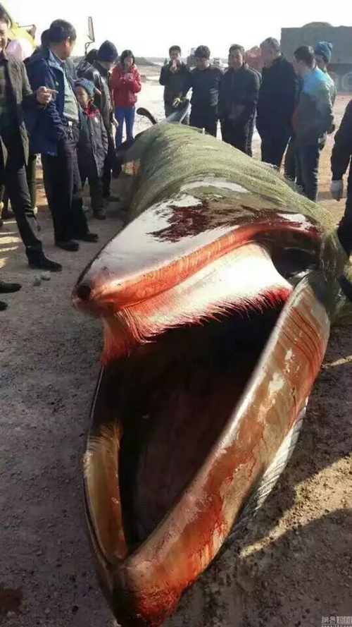 ตะลึง พบซากวาฬหนักเกือบ 4 ตันเกยตื้น คาดติดมากับอวนชาวประมง ตะลึง พบซากวาฬหนักเกือบ 4 ตันเกยตื้น คาดติดมากับอวนชาวประมง