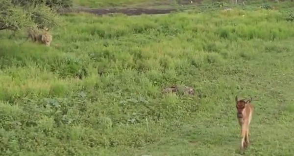 นักล่าก็มีหัวใจ คลิปสิงโตปกป้องลูกวัวกำพร้า จากการโจมตีของสิงโตตัวอื่น นักล่าก็มีหัวใจ คลิปสิงโตปกป้องลูกวัวกำพร้า จากการโจมตีของสิงโตตัวอื่น